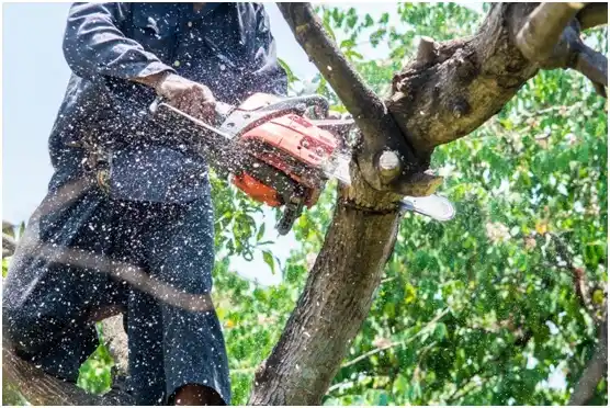 tree services Jones Creek